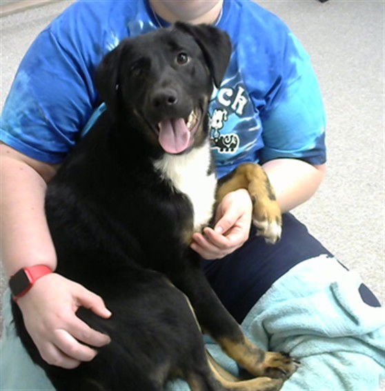 CLARK - Australian Shepherd available for adoption