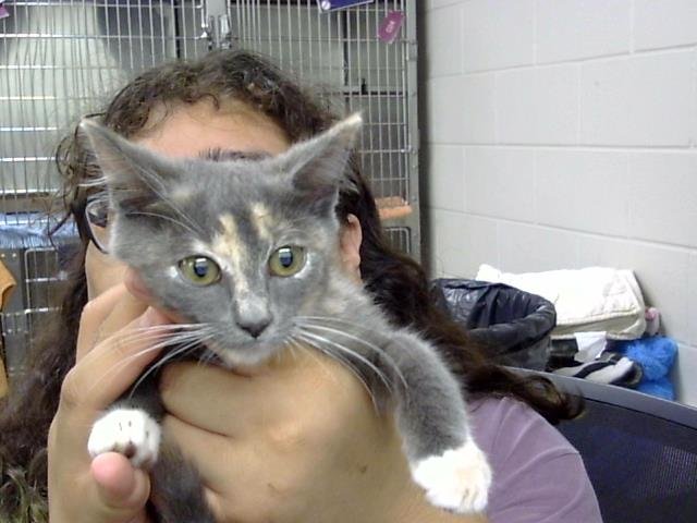 A187087 Image