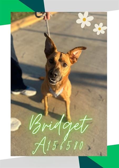 BRIDGET Image