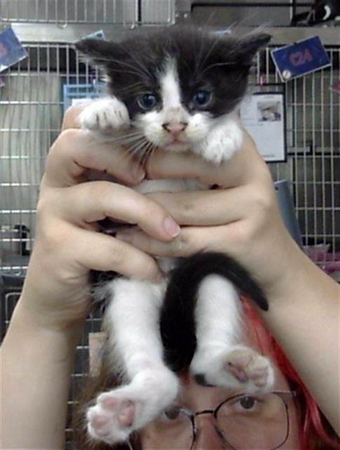 A186963 - Domestic Short Hair available for adoption