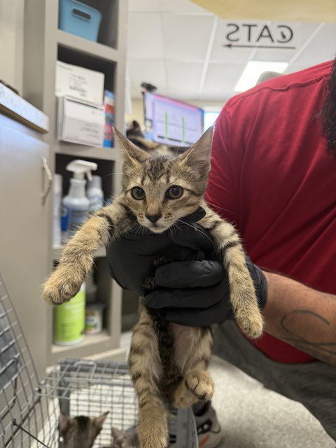 A187902 - Domestic Short Hair available for adoption