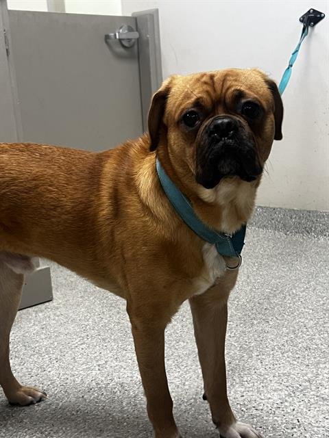 ROCKY - Pug / Beagle available for adoption