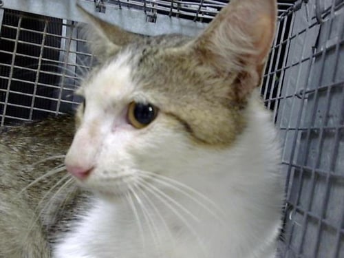 TOBY - Domestic Short Hair for adoption in Pearland