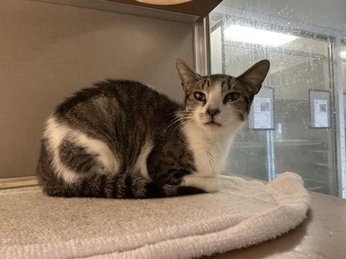 MAIA - Domestic Short Hair for adoption in Pearland