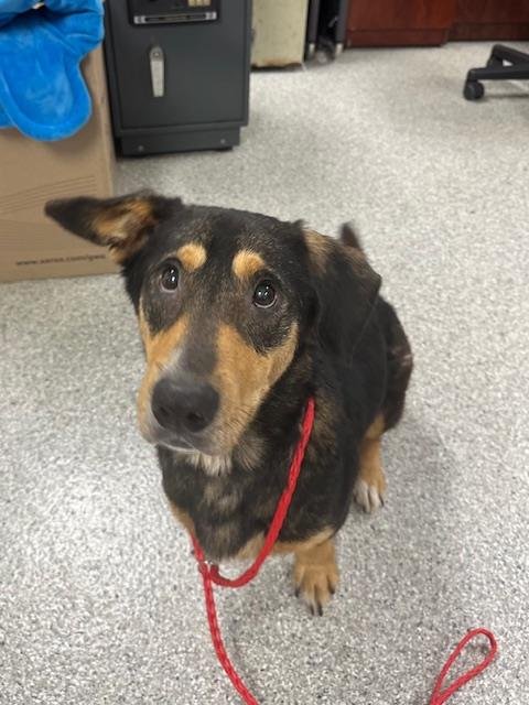 MELLOW - Basset Hound / German Shepherd Dog available for adoption