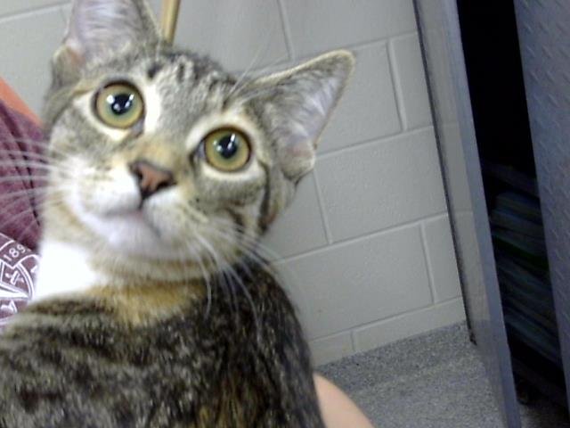 SALLY - Domestic Short Hair available for adoption