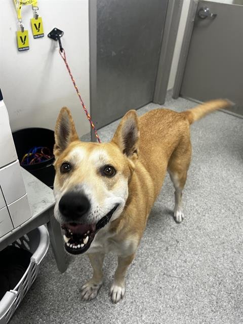 HAPPY - Carolina Dog for adoption in Pasadena
