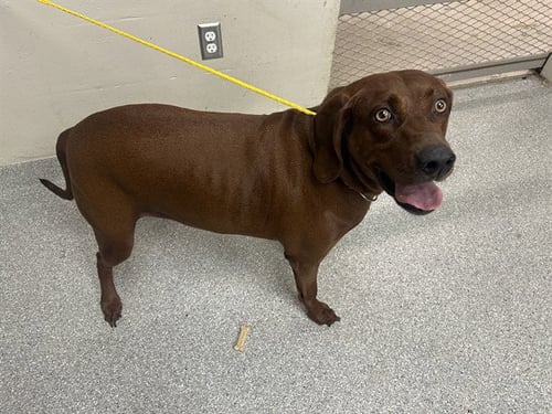 COOPER - Redbone Coonhound available for adoption