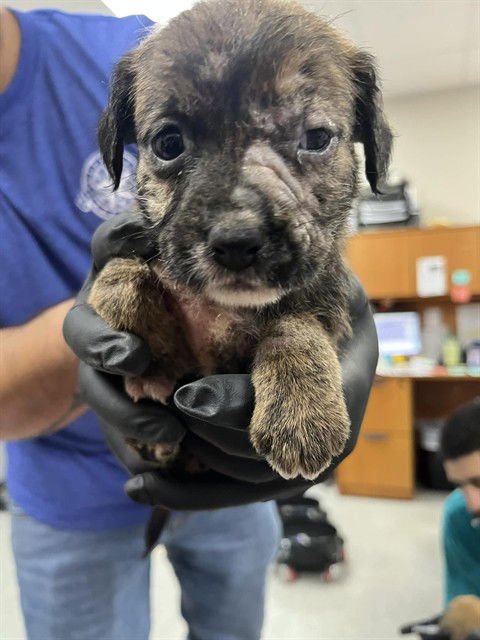 BELLATRIX - Cairn Terrier available for adoption