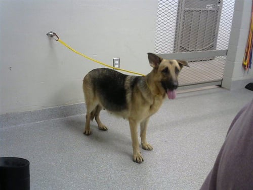 A187043 - German Shepherd Dog available for adoption