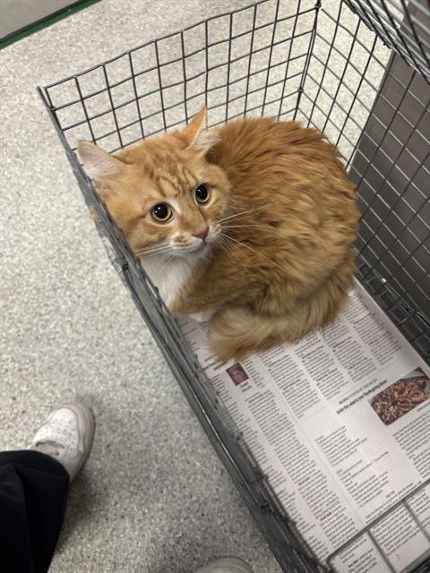 KITTY Image