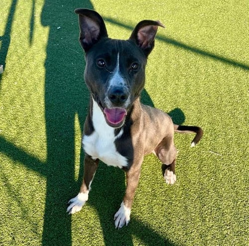 NIMBUS - American Pit Bull Terrier available for adoption