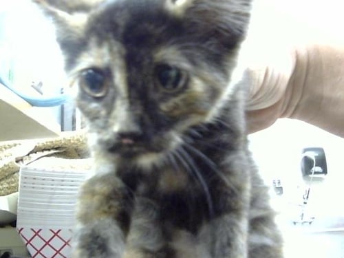 A187532 - Domestic Short Hair available for adoption