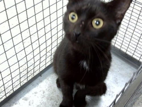 SID - Domestic Short Hair available for adoption