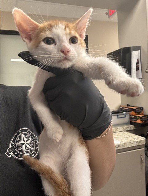 A187867 - Domestic Short Hair available for adoption