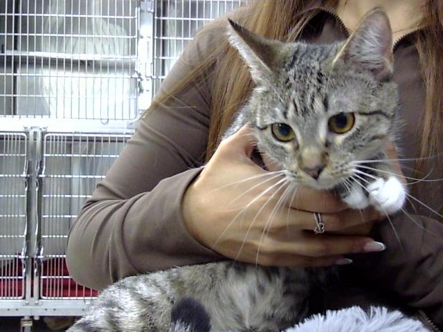 ROSIE - Domestic Short Hair available for adoption