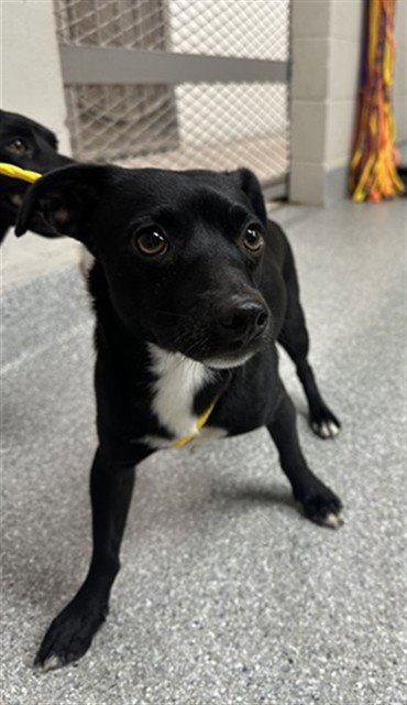 A187882 - Chihuahua available for adoption