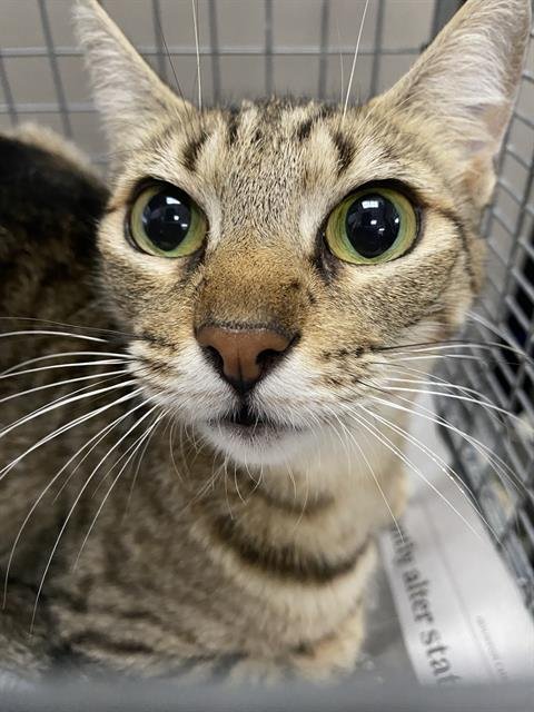 A183636 - Domestic Short Hair available for adoption