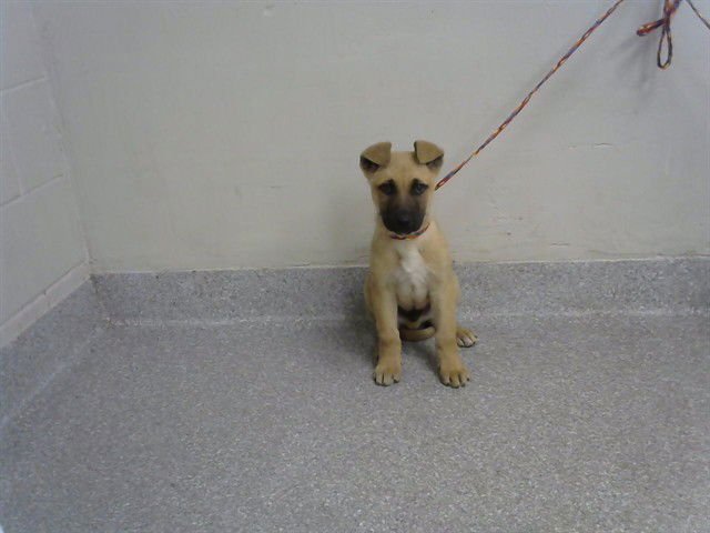 RICKY - German Shepherd Dog available for adoption