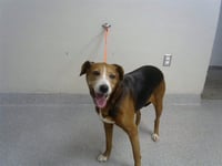 BETTY - Photo 1