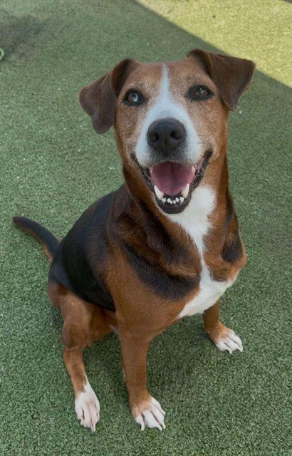 BETTY - Harrier available for adoption