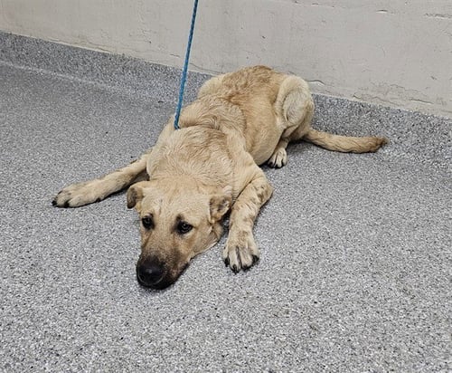 A184046 - Belgian Shepherd Malinois available for adoption