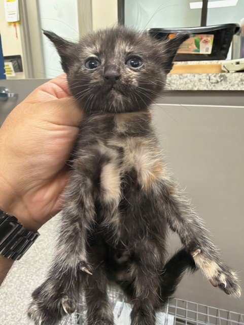 A188089 - Domestic Short Hair available for adoption