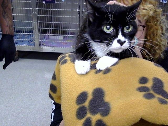 MAGPIE - Domestic Short Hair available for adoption