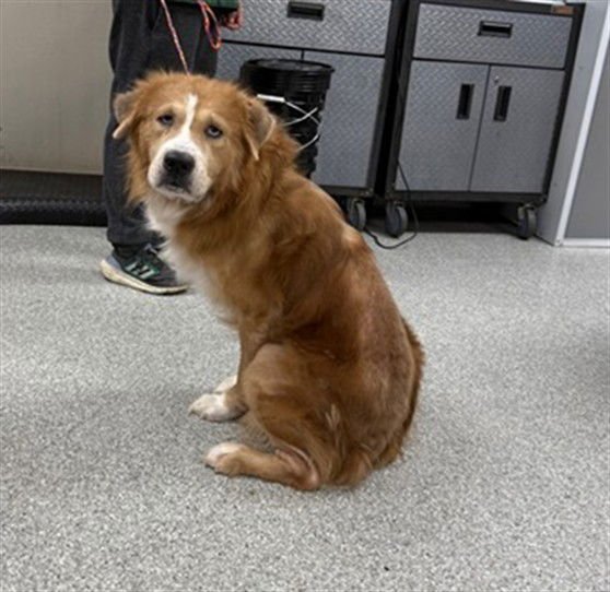 BUDDY - Chow Chow / Siberian Husky available for adoption