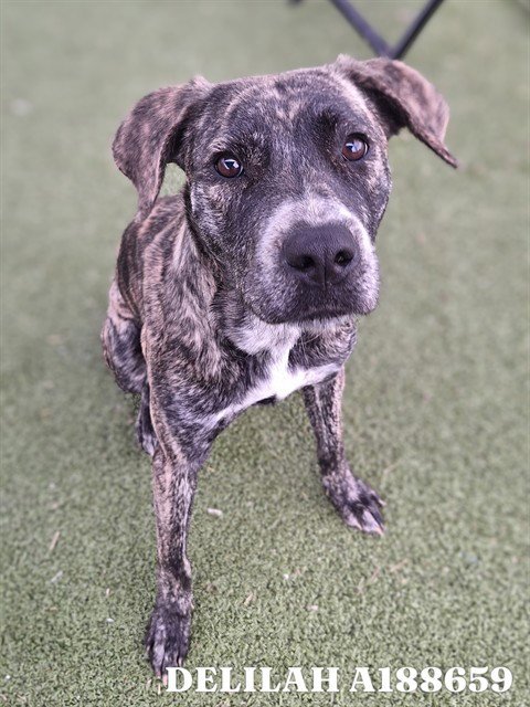 DELILAH - Plott Hound available for adoption