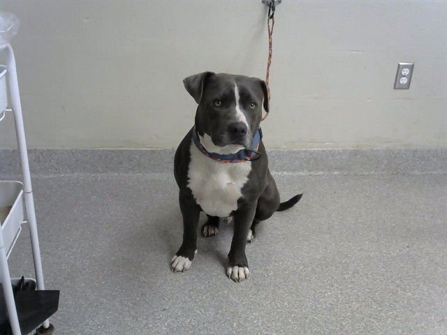SPIKE - American Pit Bull Terrier available for adoption