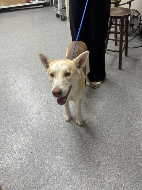 PEANUT - Siberian Husky available for adoption