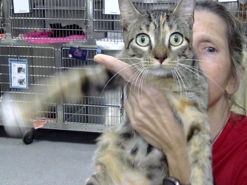 BITSY - Domestic Short Hair available for adoption