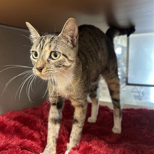 BITSY - Domestic Short Hair available for adoption
