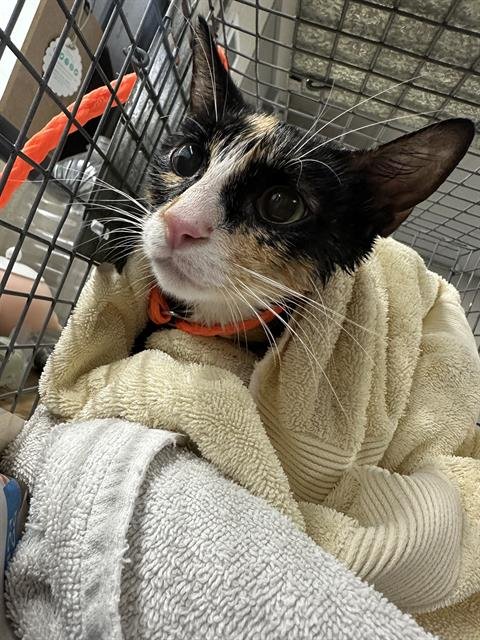A186943 - Domestic Short Hair available for adoption