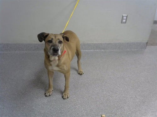 PENNY - Labrador Retriever available for adoption