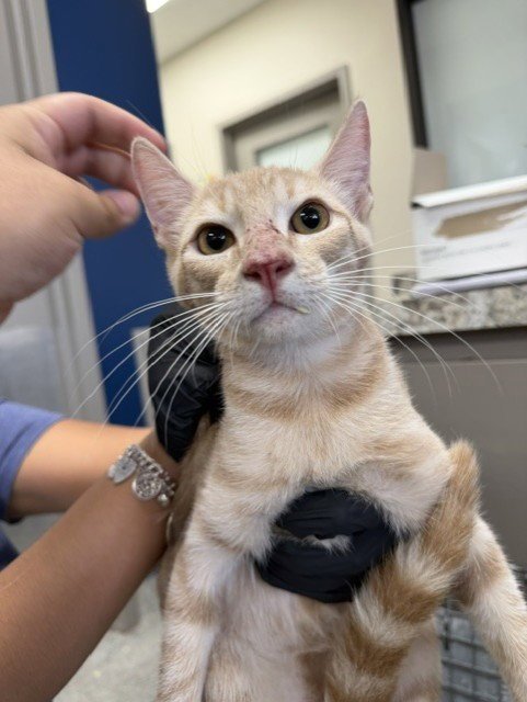 BARLEY - Domestic Short Hair available for adoption