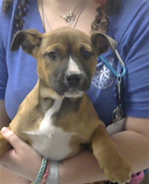 FERN - American Pit Bull Terrier available for adoption