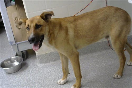AJ - Carolina Dog available for adoption