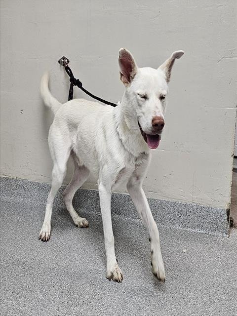 FLURRY - German Shepherd Dog available for adoption