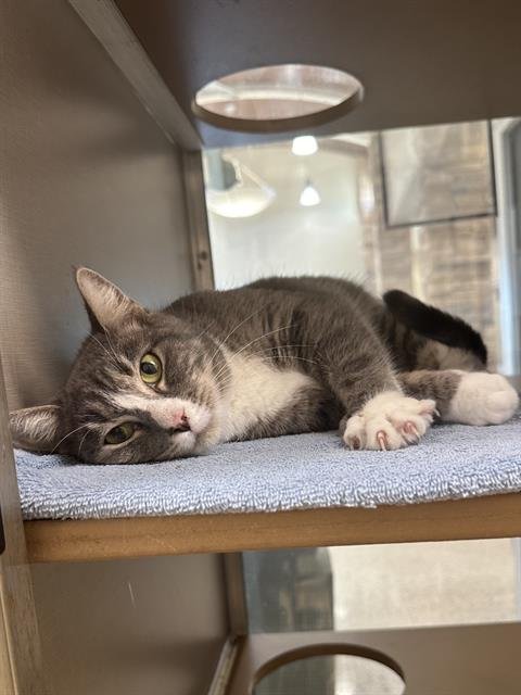 OLIVE - Domestic Short Hair available for adoption
