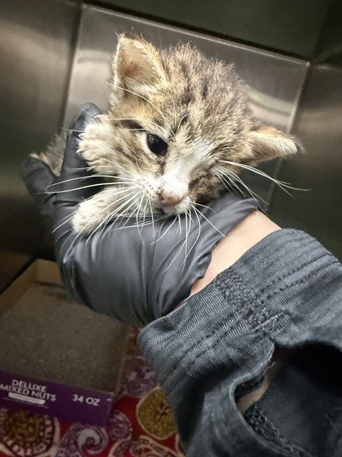 A187644 - Domestic Short Hair available for adoption
