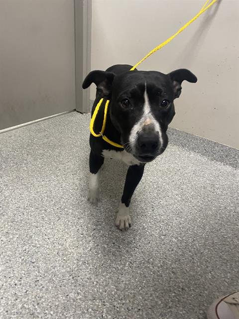 MOMMA - American Pit Bull Terrier available for adoption