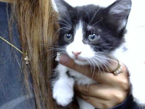 A186176 - Domestic Short Hair available for adoption