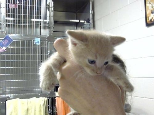 A186368 - Domestic Short Hair for adoption in Pasadena
