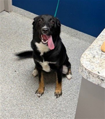SOMBRA - Border Collie / German Shepherd Dog available for adoption