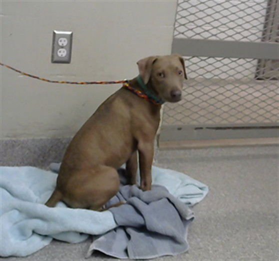 TILLY - Labrador Retriever available for adoption