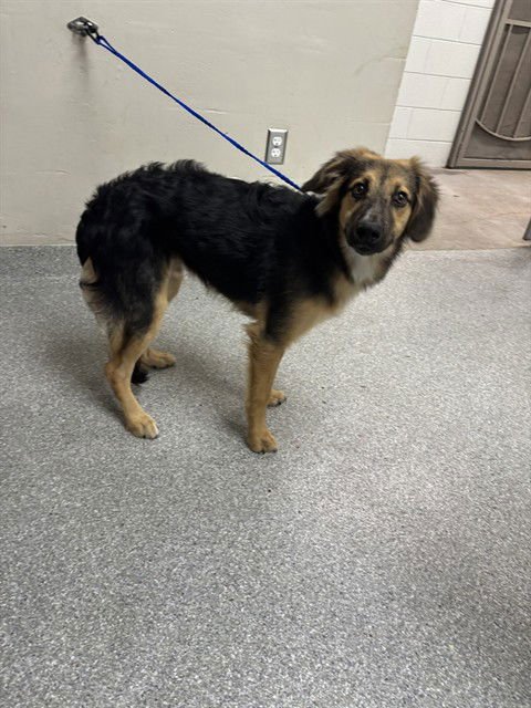 PRINCE - German Shepherd Dog available for adoption