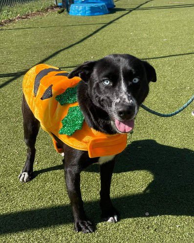 DAHLIA - Labrador Retriever available for adoption