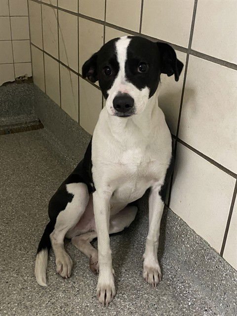 MOON PIE - Pointer available for adoption